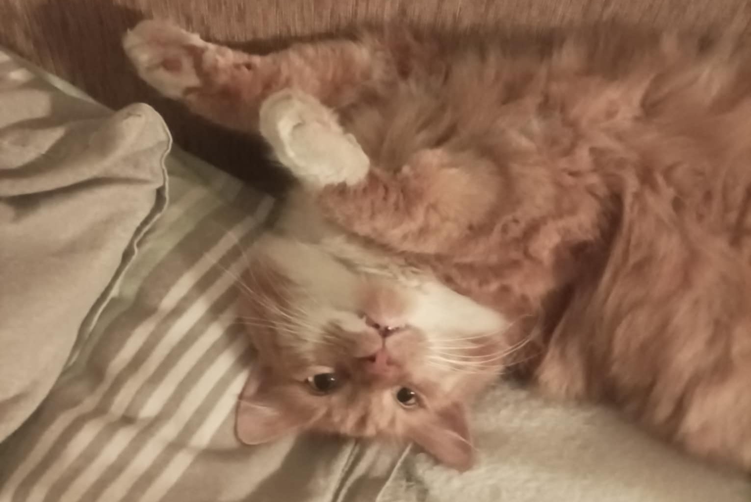 My own kitty